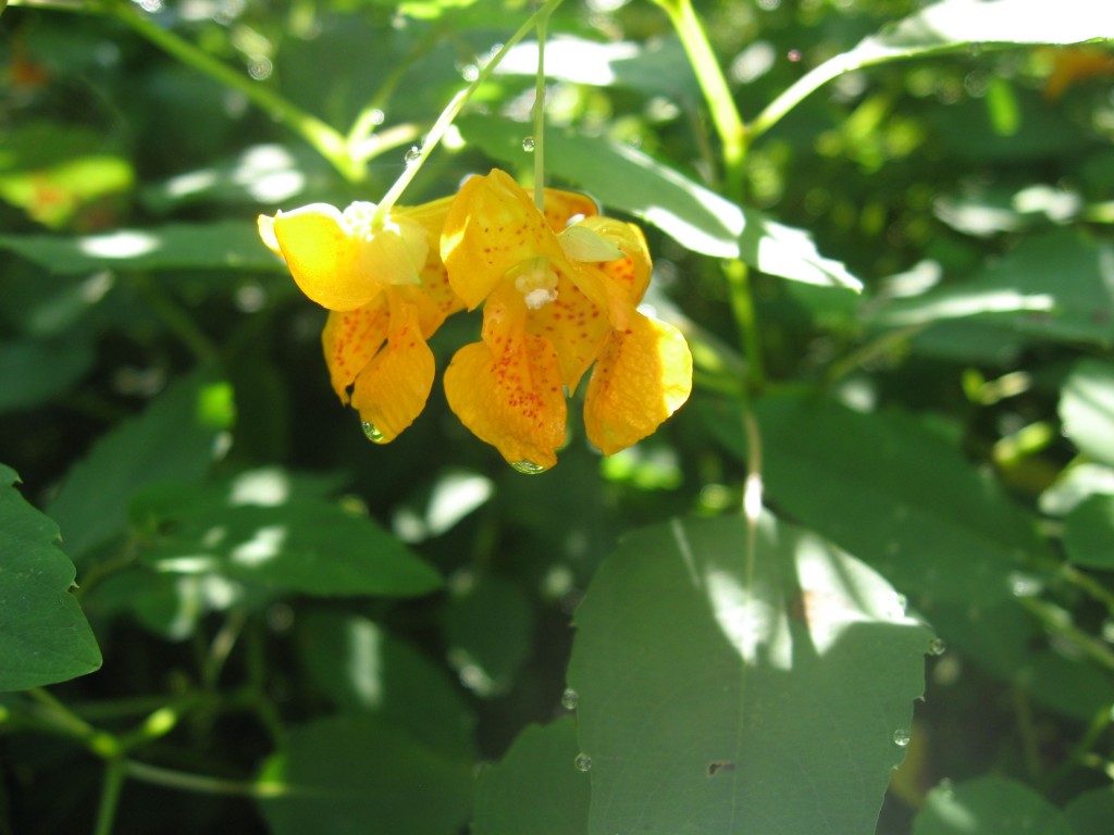 Jewelweed, Impatiens capensis, reaches peak bloom in Fairmount Park's Horticultural Center, Philadelphia, Pennsylvania