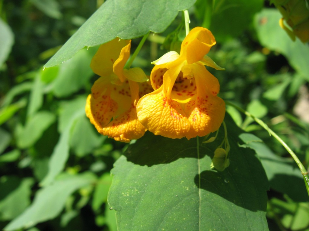 Jewelweed, Impatiens capensis, reaches peak bloom in Fairmount Park's Horticultural Center, Philadelphia, Pennsylvania