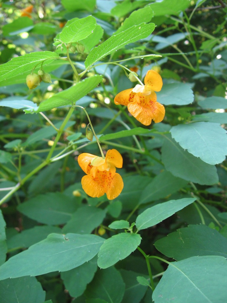 Jewelweed, Impatiens capensis, reaches peak bloom in Fairmount Park's Horticultural Center, Philadelphia, Pennsylvania