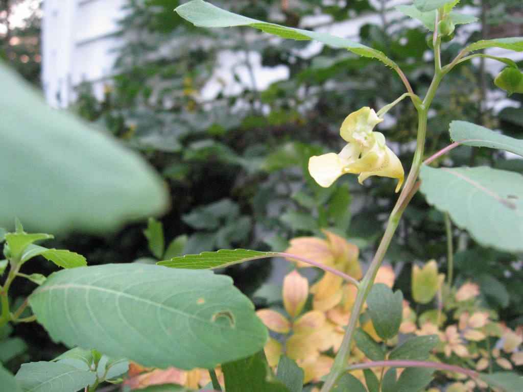 Jewelweed, Impatiens pallida, blooms in the garden of the Sanguine Root, Overbrook, West Philadelphia, Pennsylvania