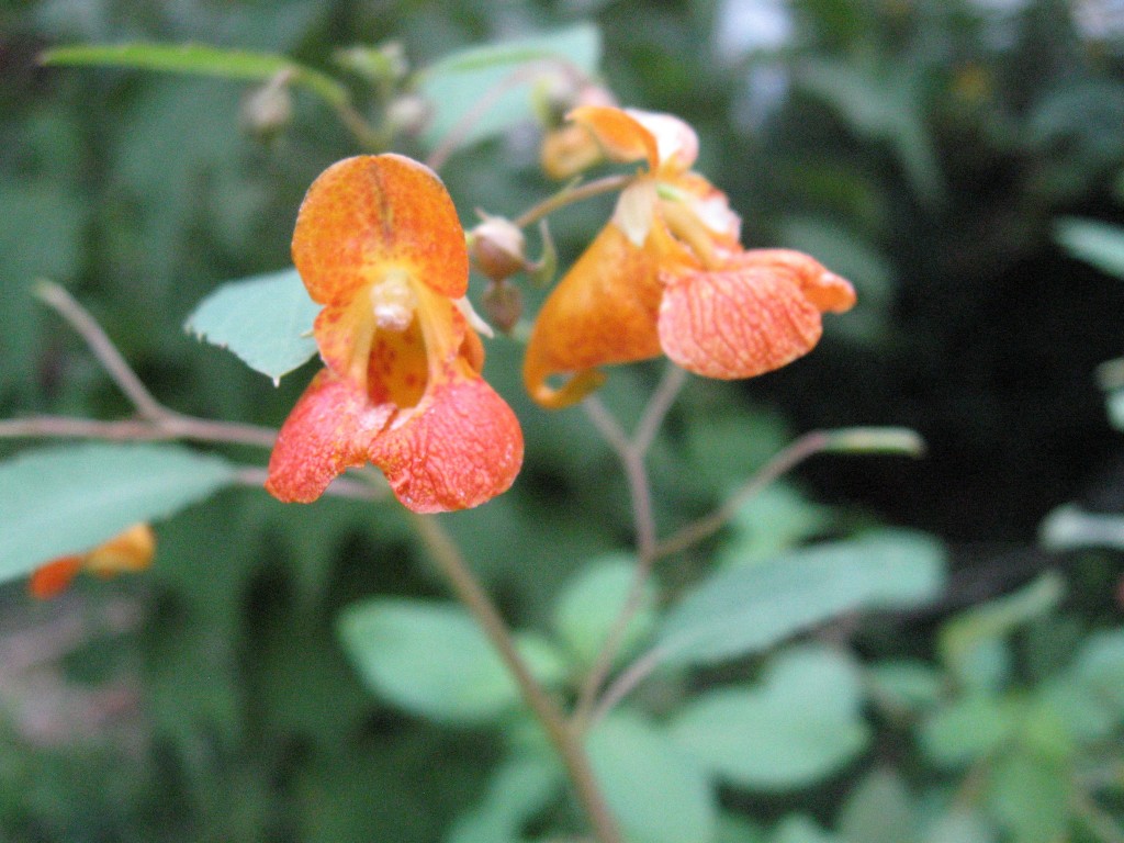 Jewelweed, Impatiens capensis blooms in the garden of the Sanguine Root, Overbrook, West Philadelphia, Pennsylvania