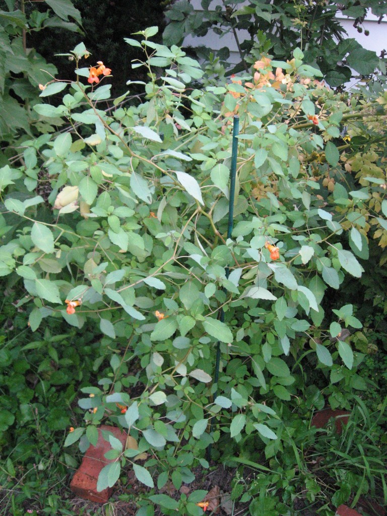 Jewelweed, Impatiens capensis and Impatiens pallida blooms in the garden of the Sanguine Root, Overbrook, West Philadelphia, Pennsylvania