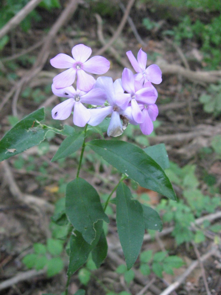  Phlox, Susquehanna State Park, Maryland