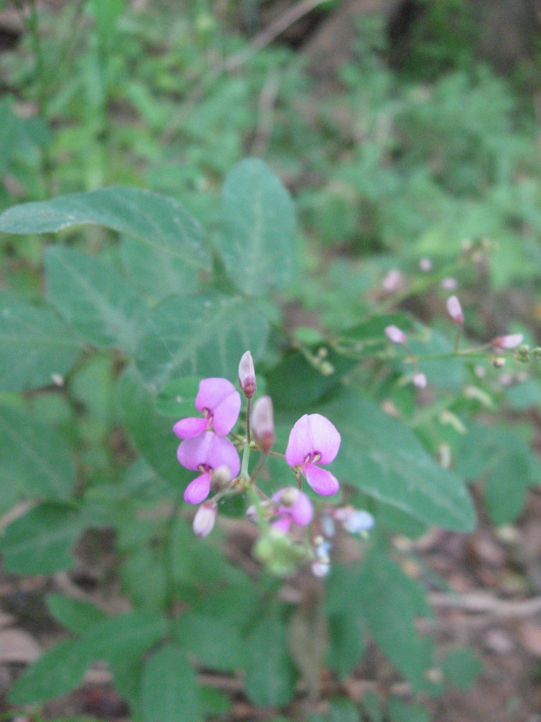 Tick trefoil, Susquehanna State Park, Maryland