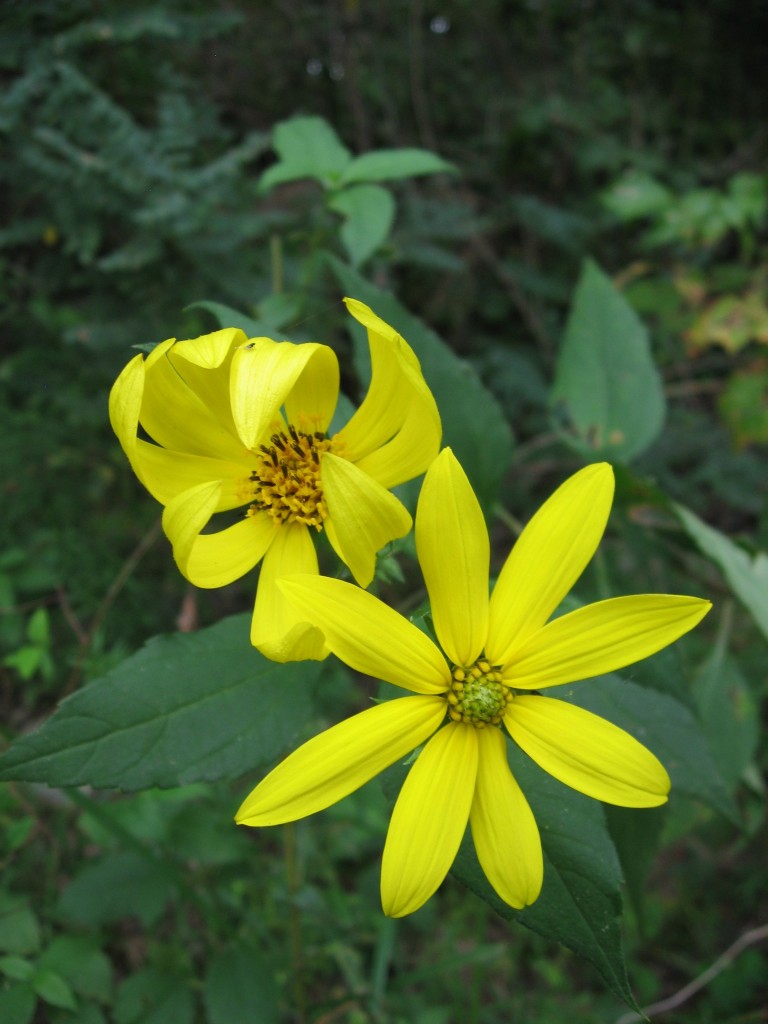 Sunflower, Susquehanna State Park, Maryland