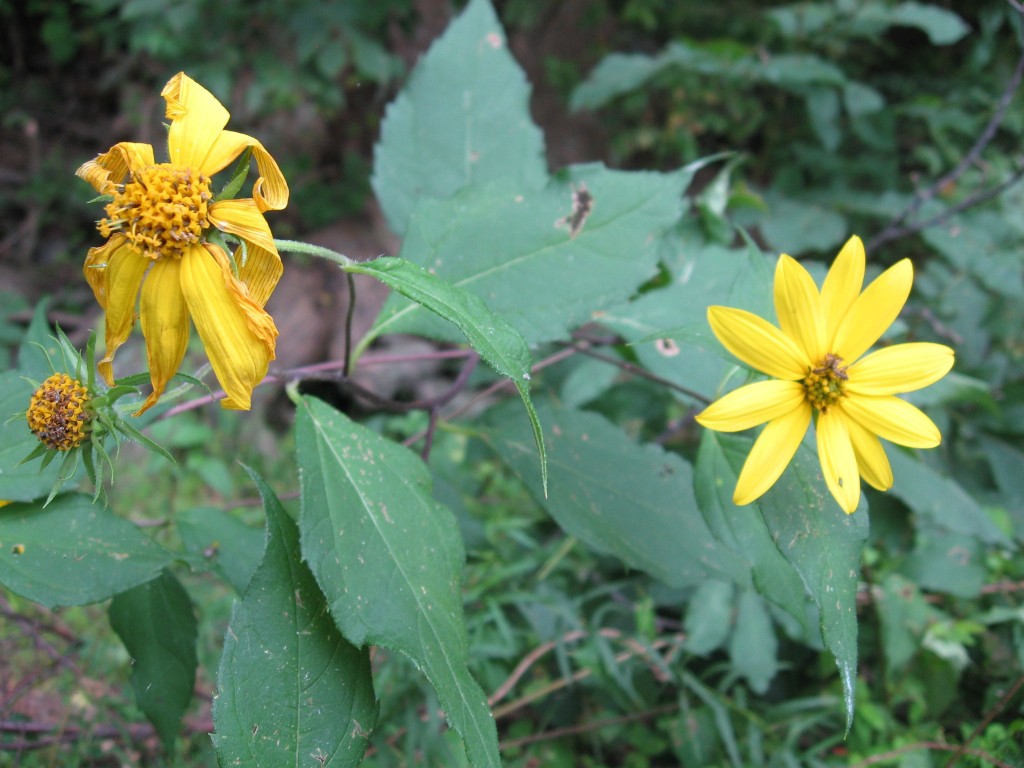 Sunflower, Susquehanna State Park, Maryland