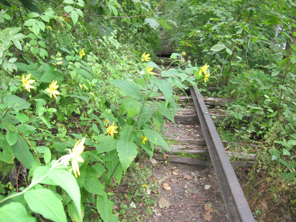 Sunflower, Susquehanna State Park, Maryland