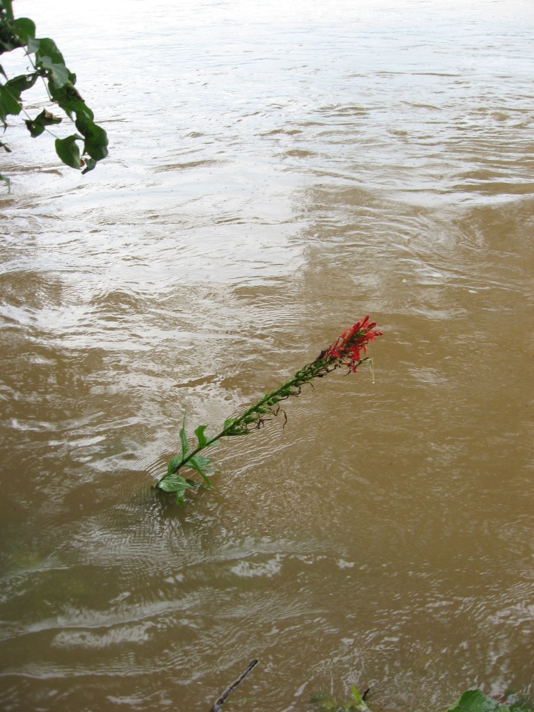 Lobelia cardinalis, cardinal flower, Red lobelia, Susquehanna State Park, Maryland