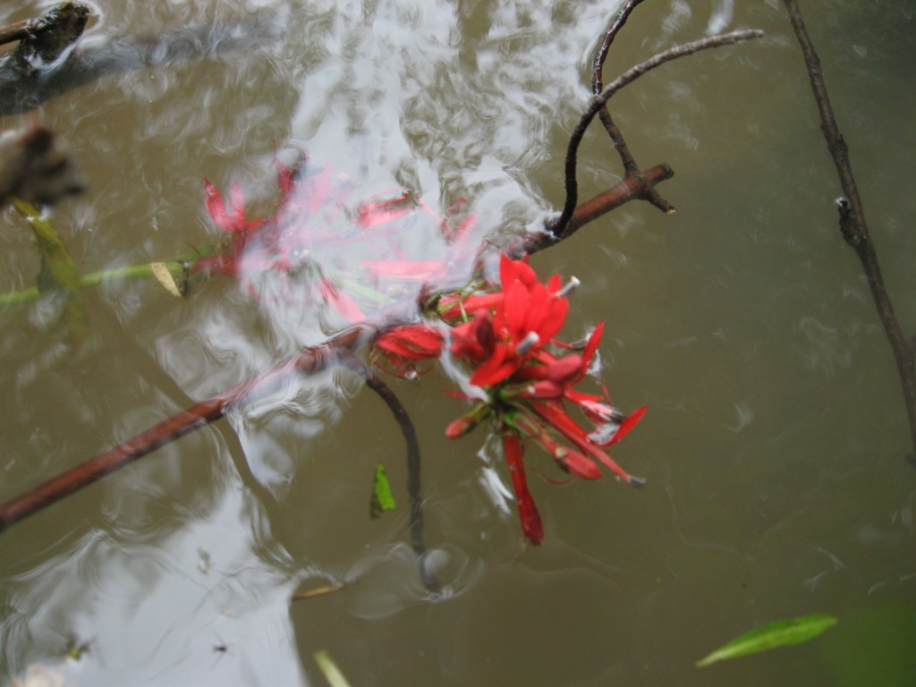 Lobelia cardinalis, cardinal flower, Red lobelia, Susquehanna State Park, Maryland