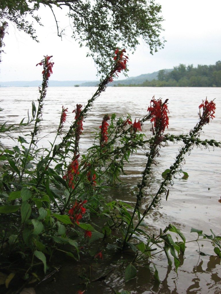 Lobelia cardinalis, cardinal flower, Red lobelia, Susquehanna State Park, Maryland