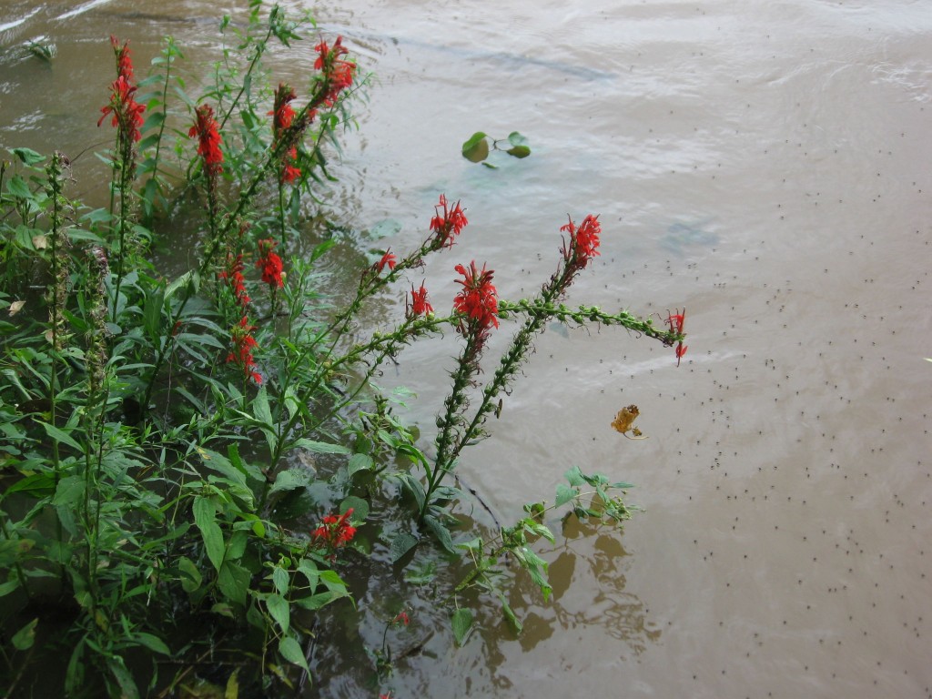 Lobelia cardinalis, cardinal flower, Red lobelia, Susquehanna State Park, Maryland
