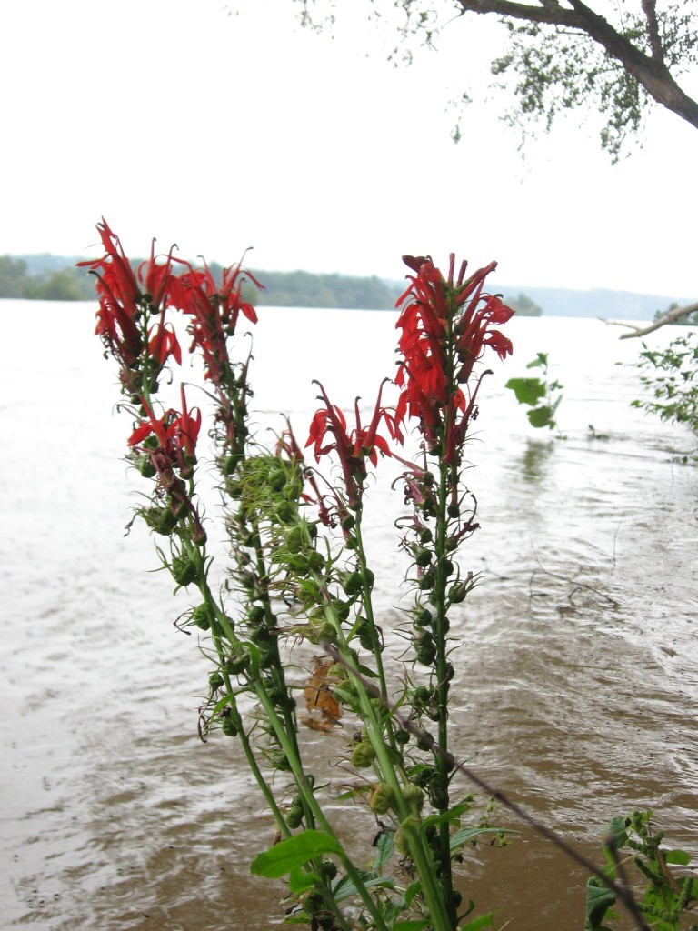 Lobelia cardinalis, cardinal flower, Red lobelia, Susquehanna State Park, Maryland