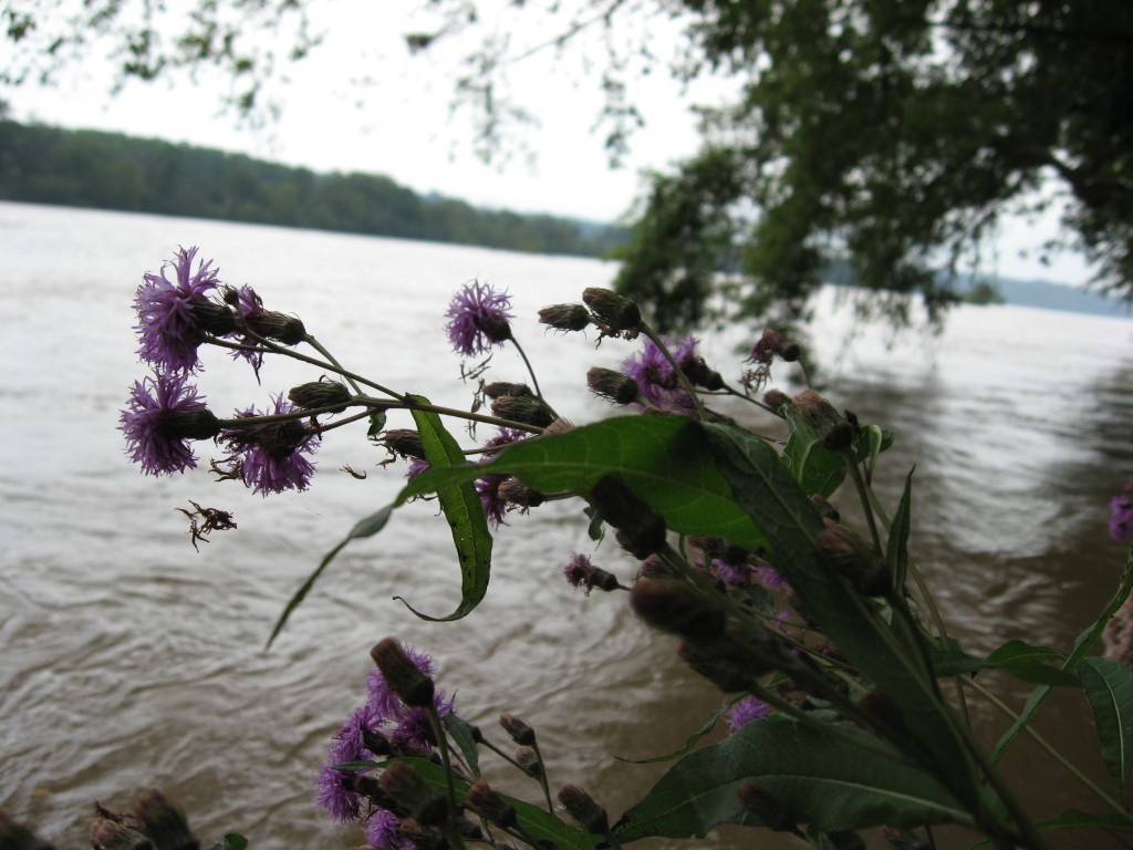 Vernonia noveboracensis, New York ironweed, Susquehanna State Park, Maryland