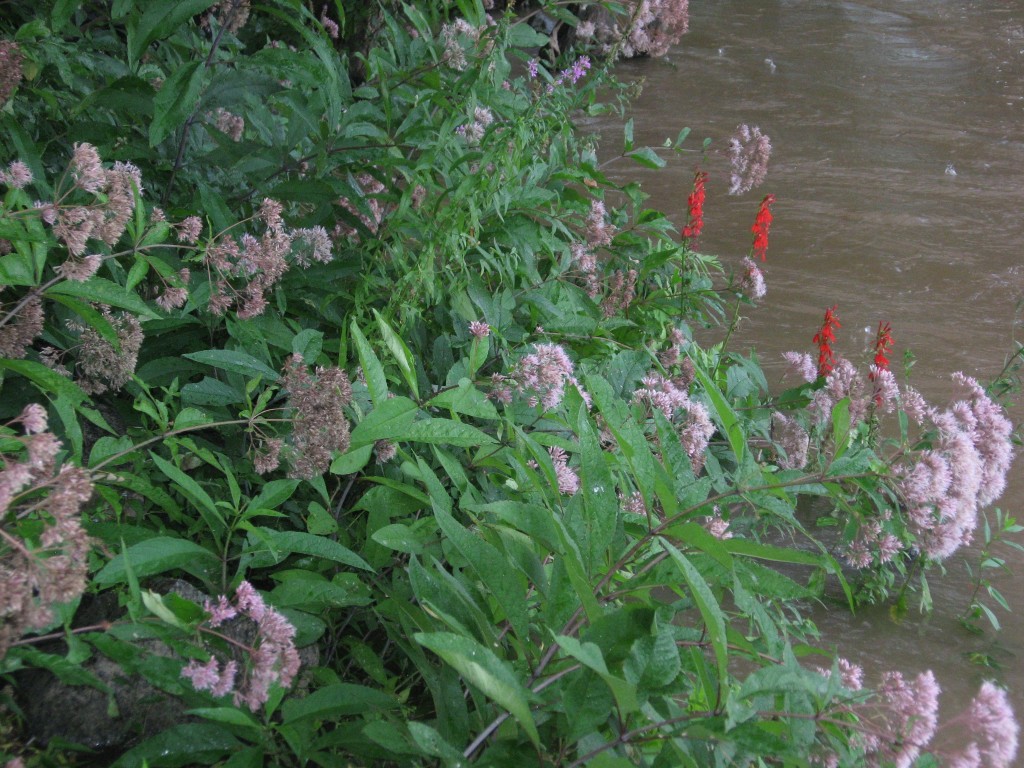 Joe-pye weed and Red lobelia, Susquehanna State Park, Maryland