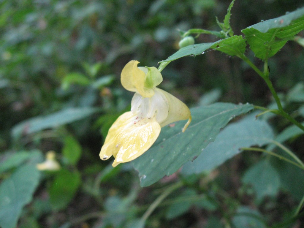 Impatiens pallida, Jewelweed, Susquehanna State Park, Maryland