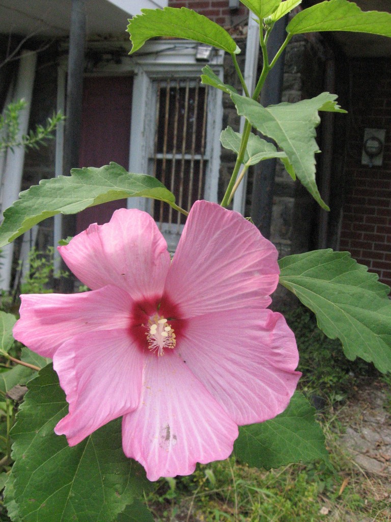 The garden of the Sanguine Root, Overbrook, Philadelphia, Pennsylvania