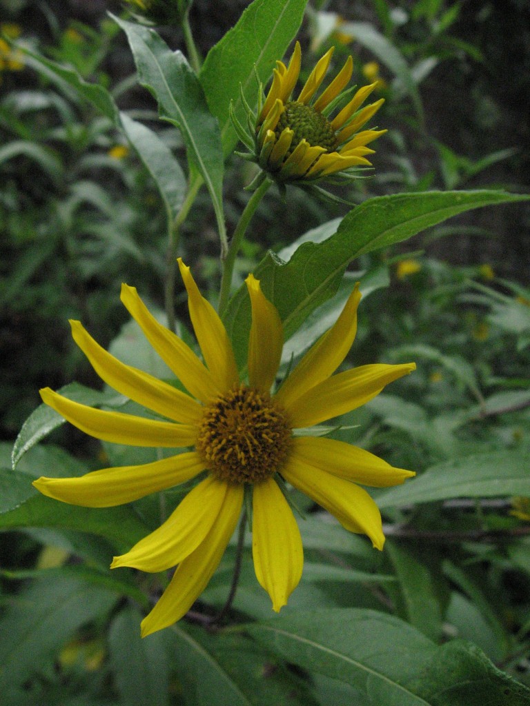 The garden of the Sanguine Root, Overbrook, Philadelphia, Pennsylvania