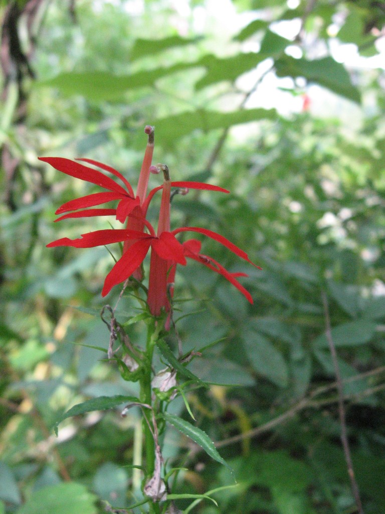 The garden of the Sanguine Root, Overbrook, Philadelphia, Pennsylvania