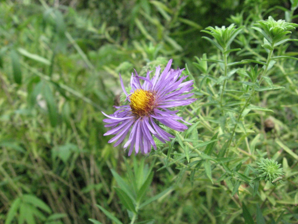 New England Aster, The Garden of The Sanguine Root, Overbrook, Philadelphia, Pennsylvania