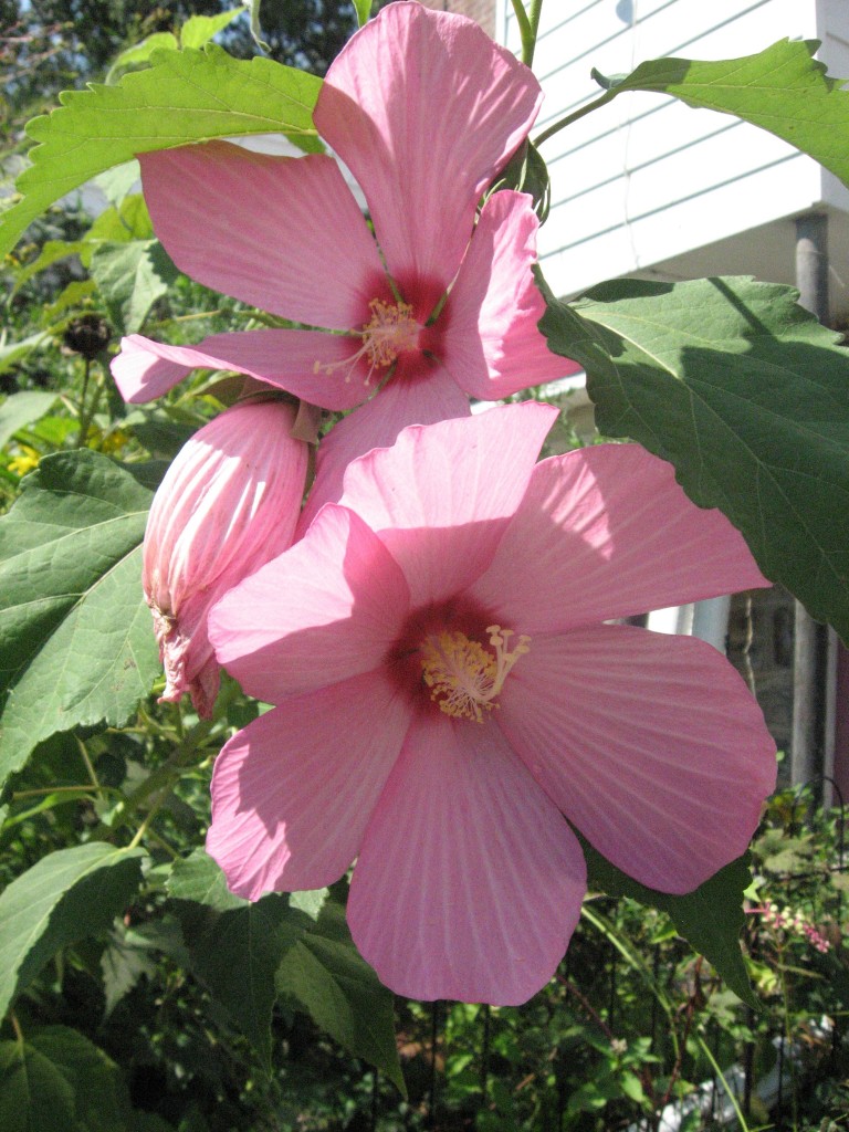 Hibiscus Moscheutos, The Garden of The Sanguine Root, Overbrook, Philadelphia, Pennsylvania