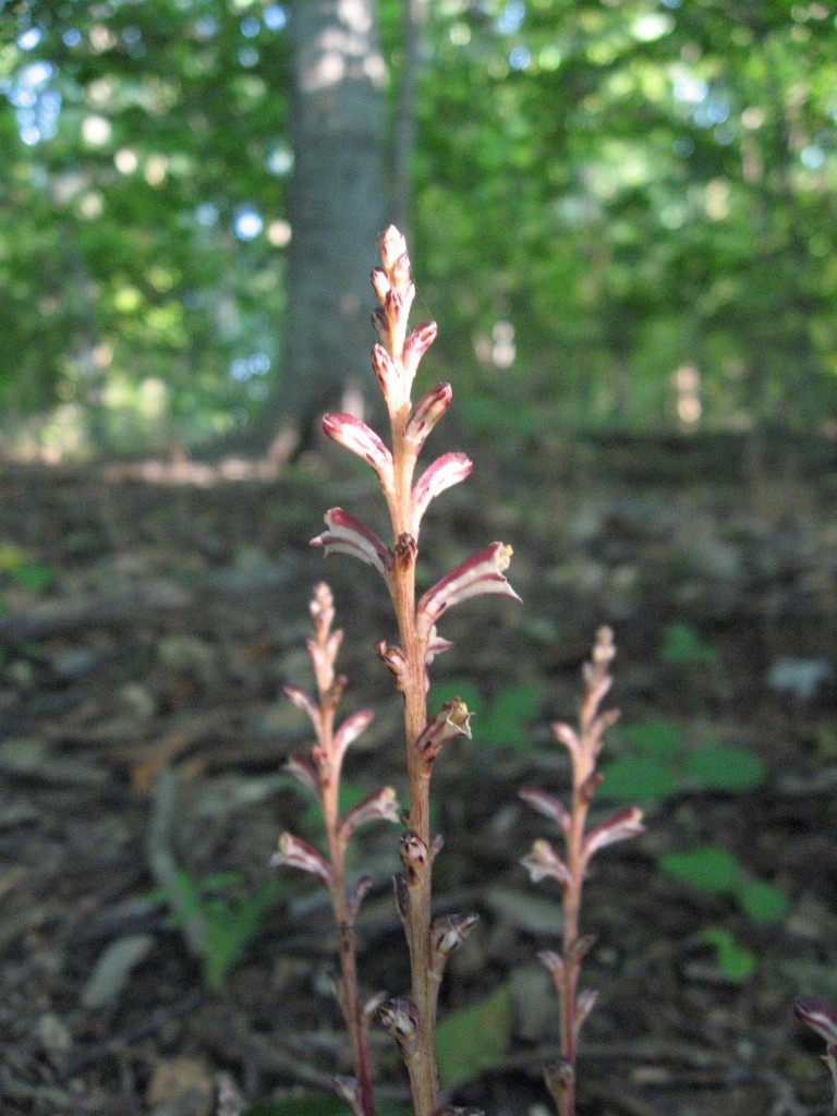 Beech drops,  Morris Park, Overbrook, Philadelphia, Pennsylvania