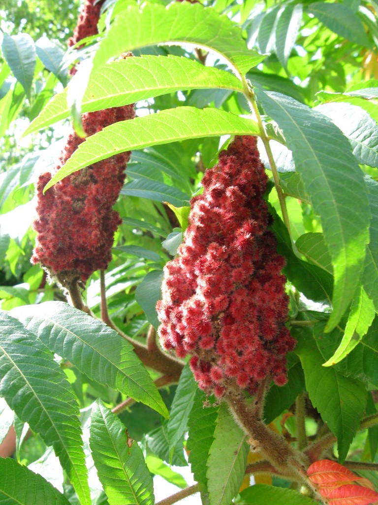 Staghorn Sumac in the Paris suburb of Bussy-St-George