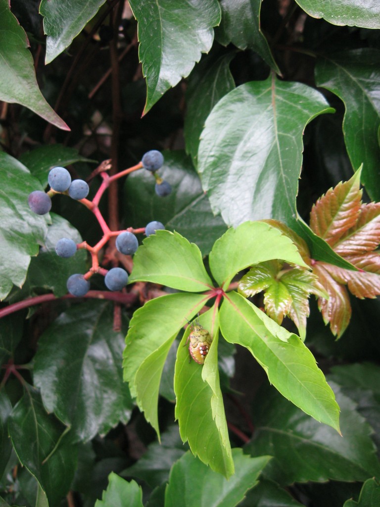 Virginia Creeper in the Paris suburb of Aulnay-Sus-Bois, France