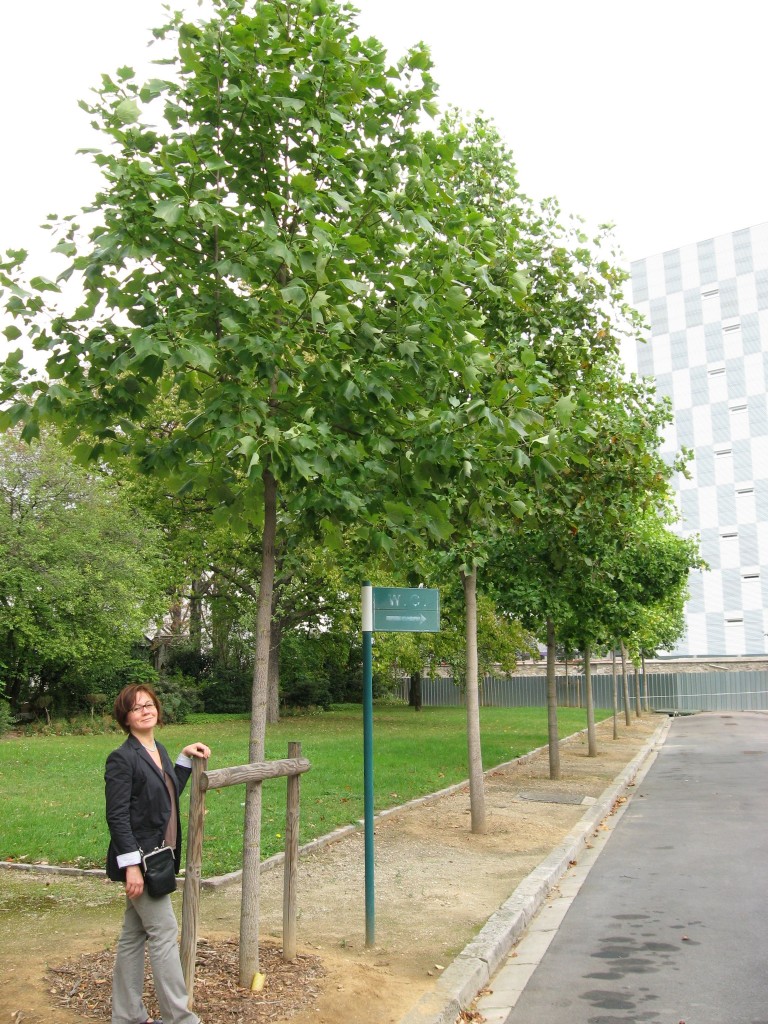 Tulip Poplar in Paris, France