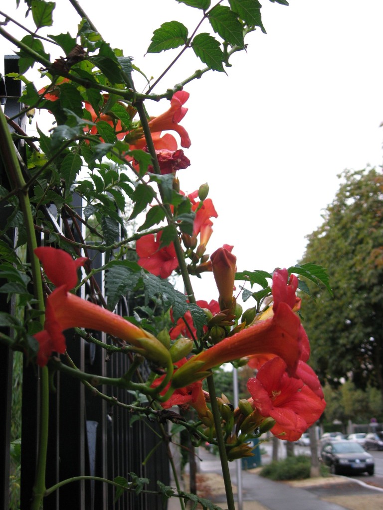 Trumpet creeper vine in the Paris suburb Le Raincy