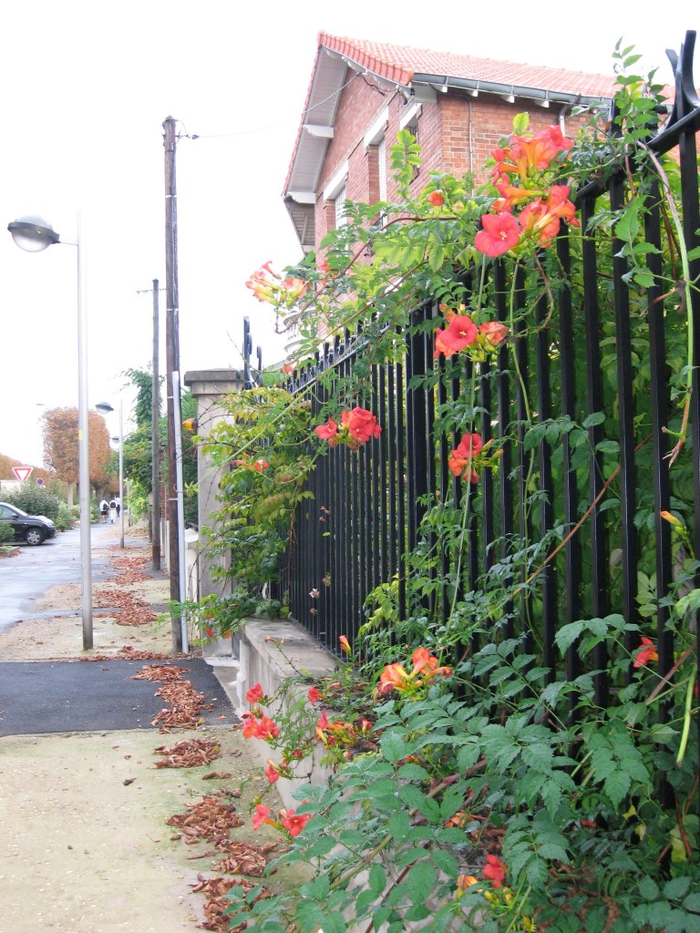 Trumpet creeper vine in the Paris suburb Le Raincy