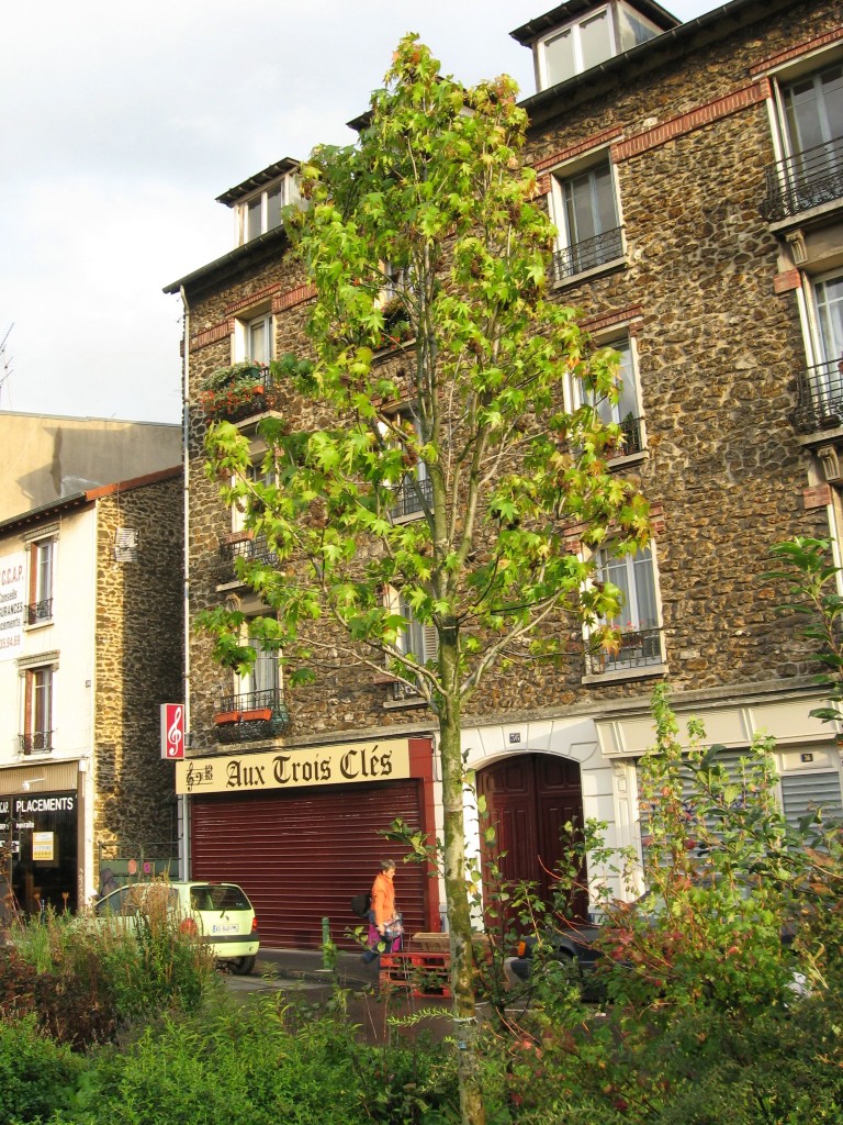 Sweetgum in the Paris suburb Le Raincy