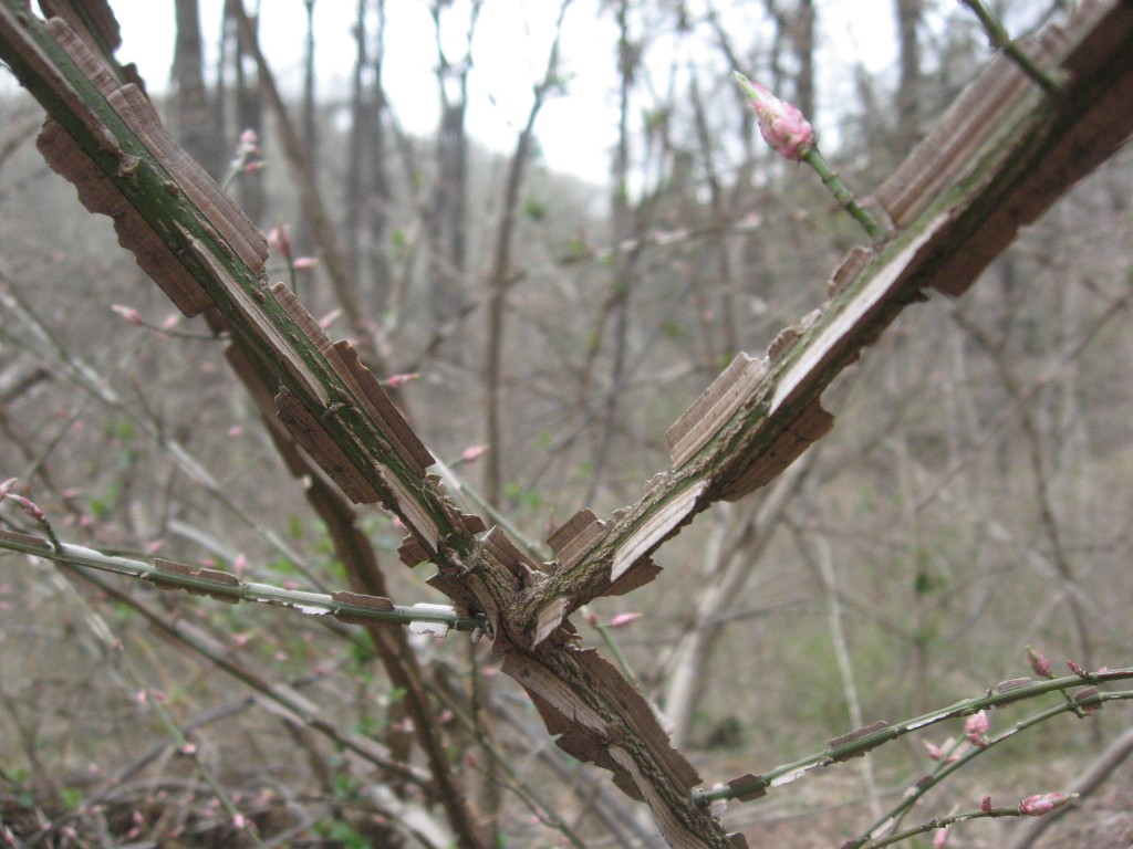 Burning bush, Wissahickon Valley Park, Philadelphia, Pennsylvania