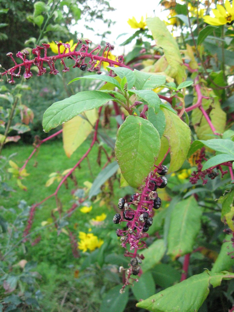 Pokeweed in Paris, France