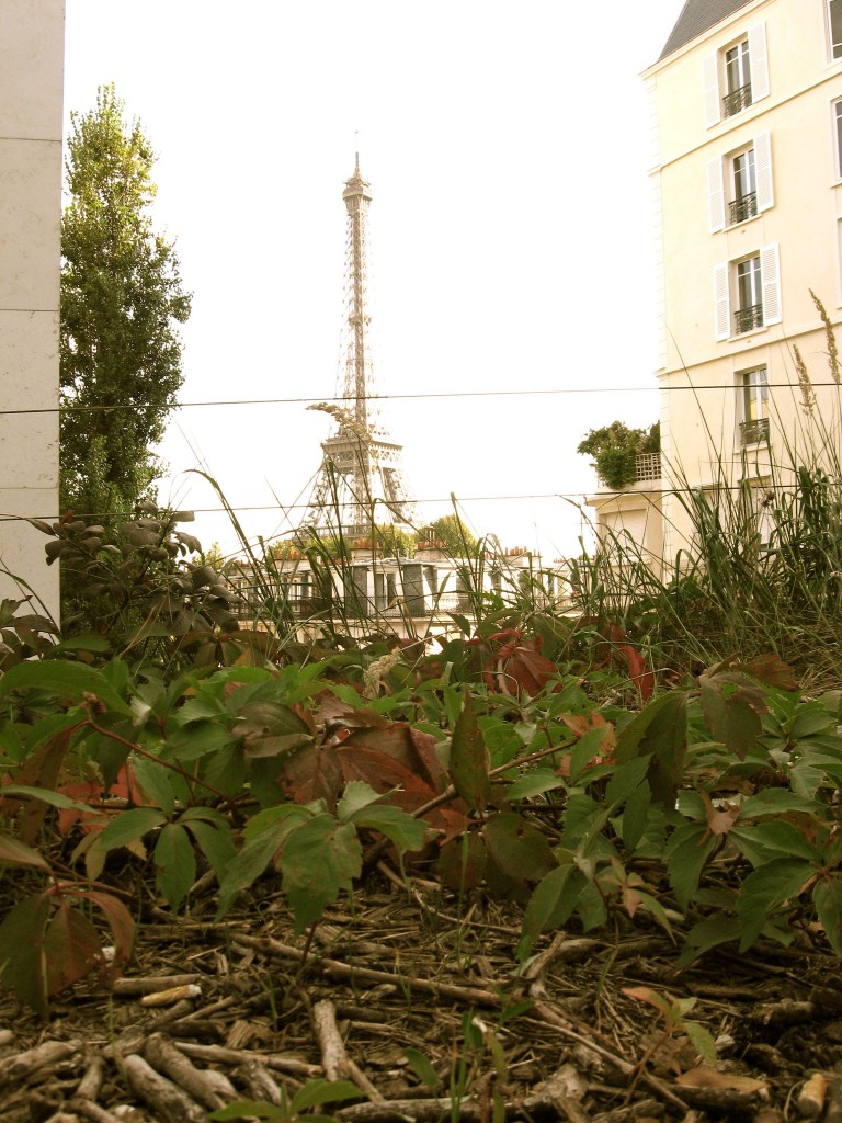 Virginia Creeper in Paris, France