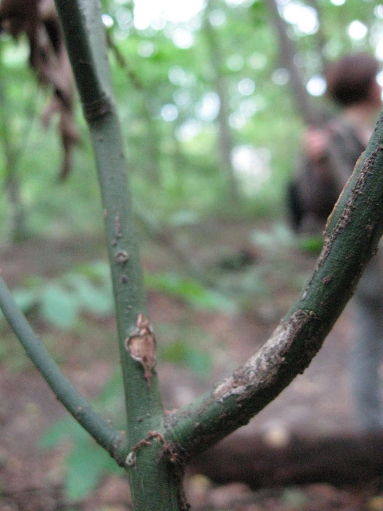  The shrub Hearts-a-bustin',  Wissahickon Valley Park, Philadelphia, Pennsylvania