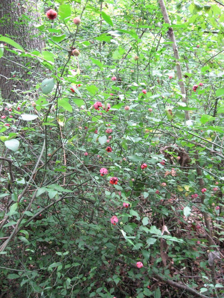  The shrub Hearts-a-bustin',  Wissahickon Valley Park, Philadelphia, Pennsylvania