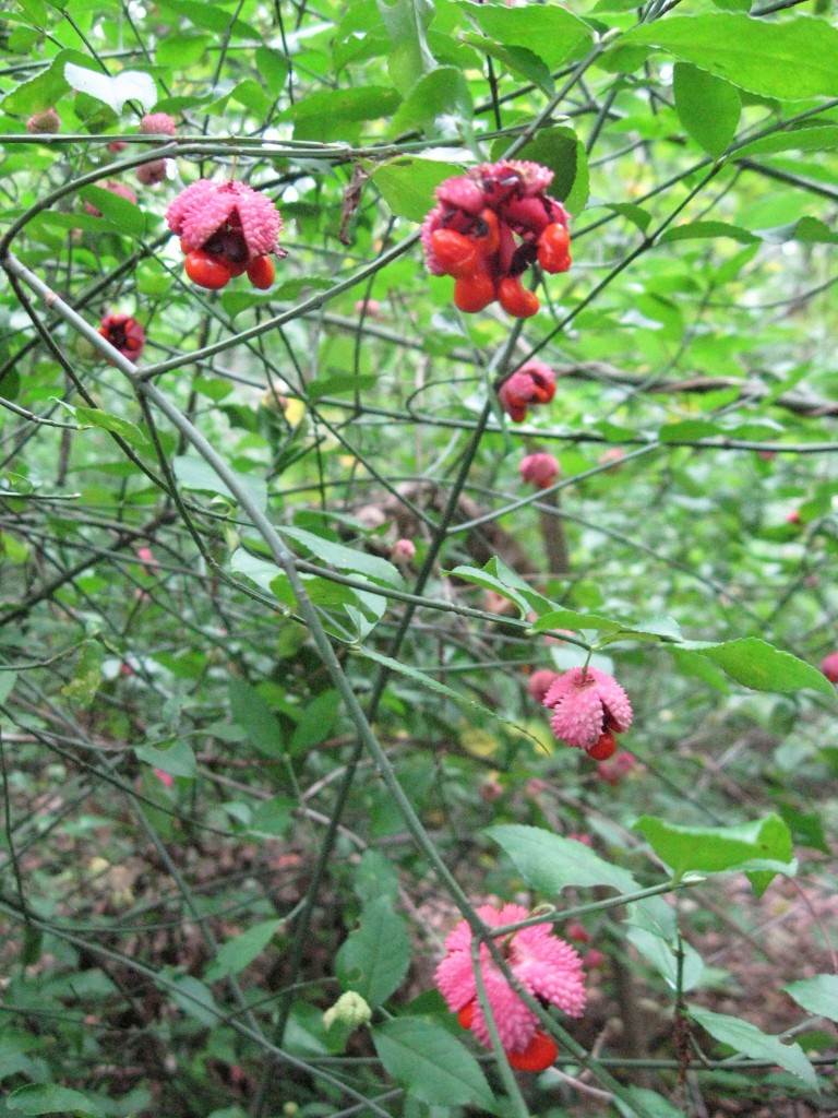  The shrub Hearts-a-bustin',  Wissahickon Valley Park, Philadelphia, Pennsylvania