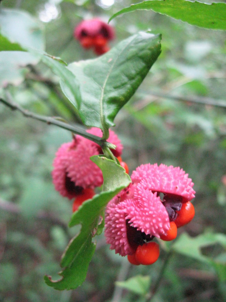  The shrub Hearts-a-bustin',  Wissahickon Valley Park, Philadelphia, Pennsylvania