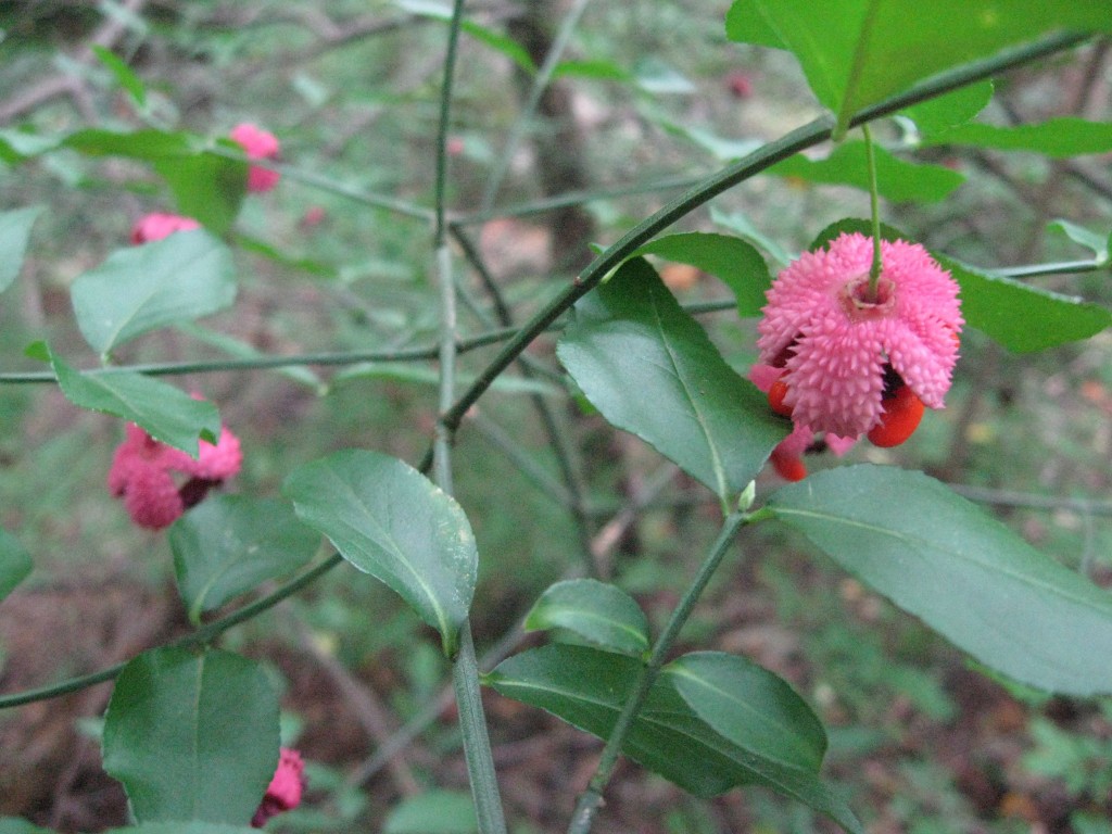  The shrub Hearts-a-bustin',  Wissahickon Valley Park, Philadelphia, Pennsylvania