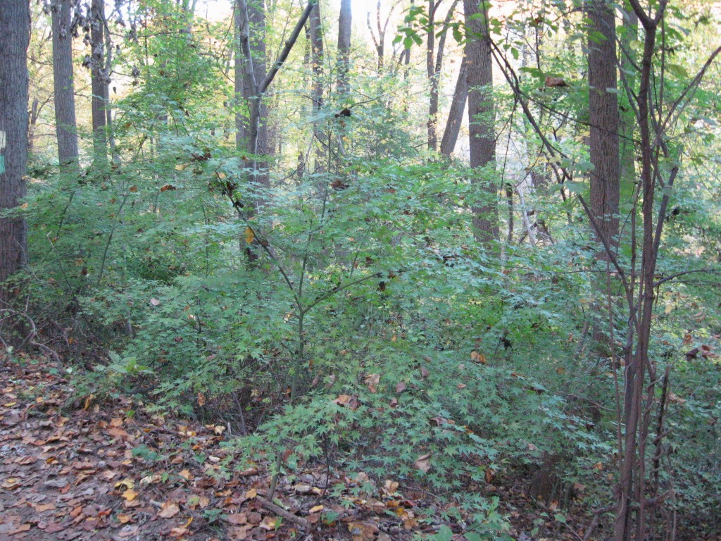 Japanese Maple, Wissahickon Valley park, Philadelphia, Pennsylvania