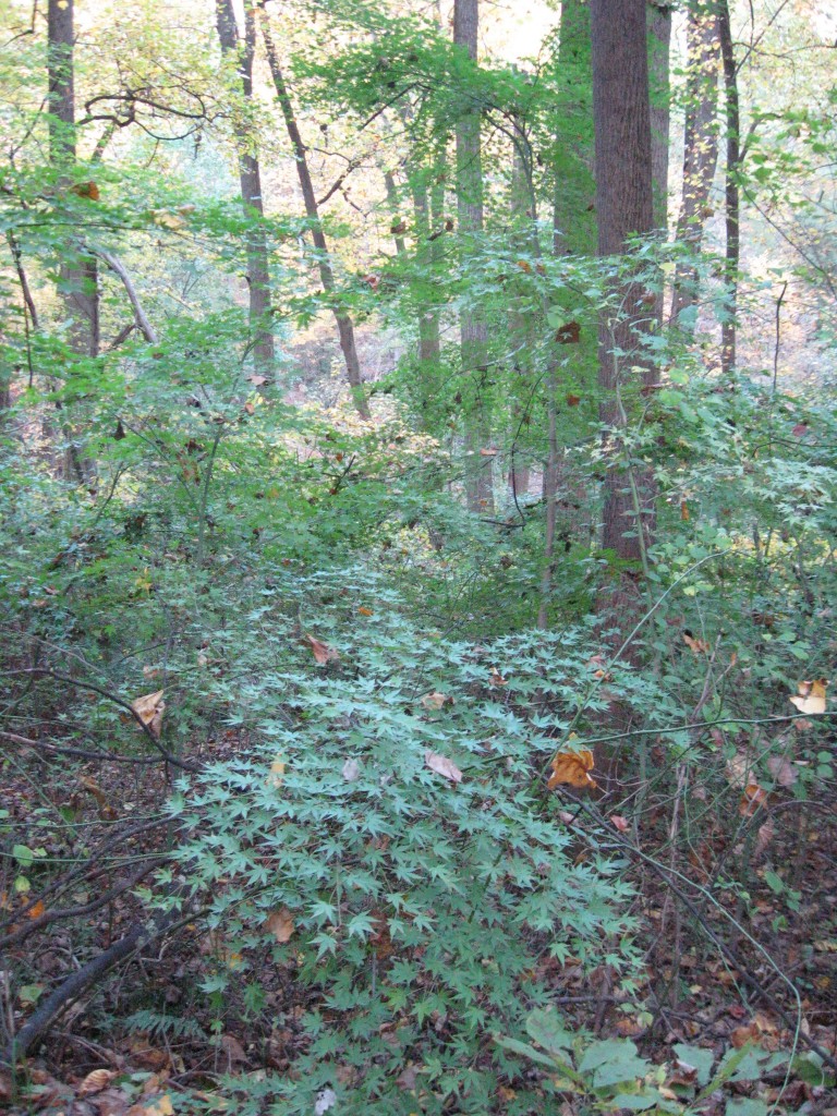 Japanese Maple, Wissahickon Valley park, Philadelphia, Pennsylvania