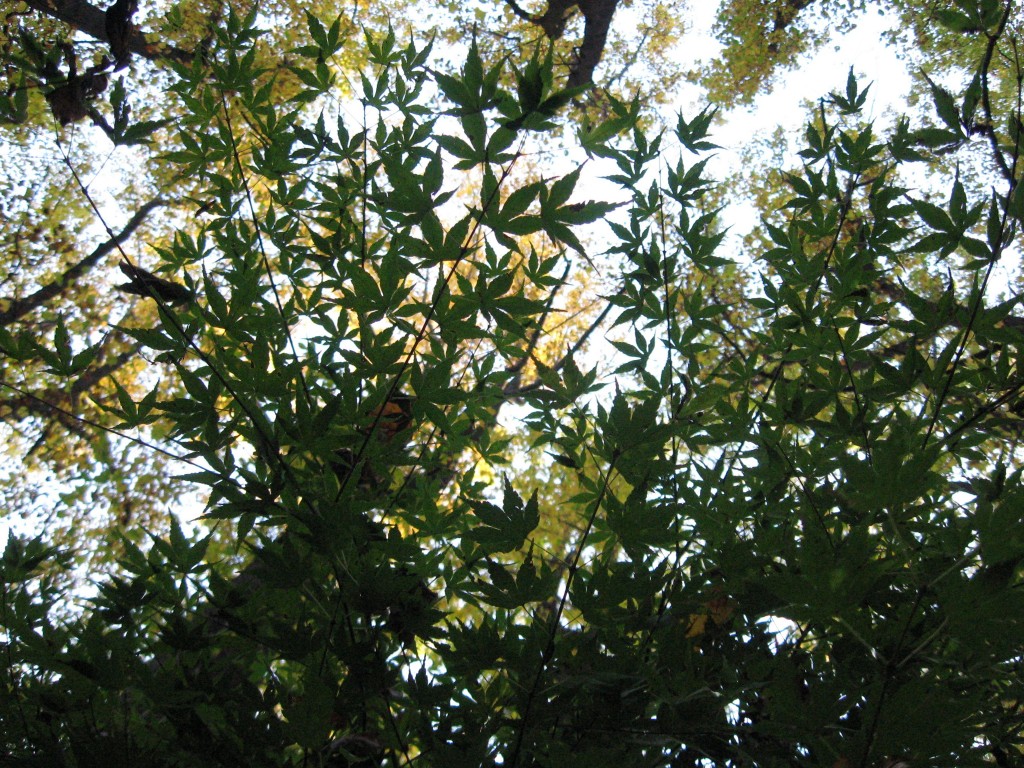 Japanese Maple, Wissahickon Valley park, Philadelphia, Pennsylvania