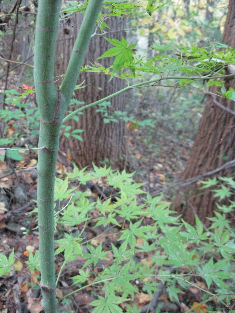 Japanese Maple, Wissahickon Valley Park, Philadelphia, Pennsylvania