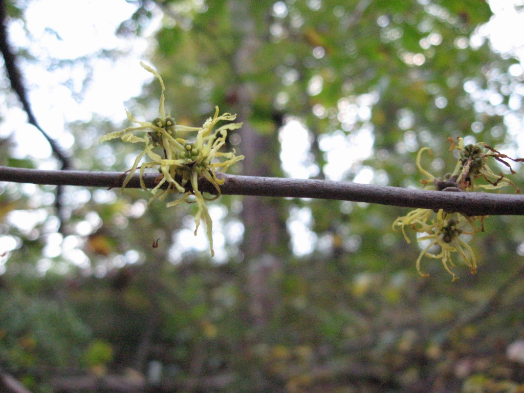 Witch-Hazel, Wissahickon Valley park, Philadelphia, Pennsylvania