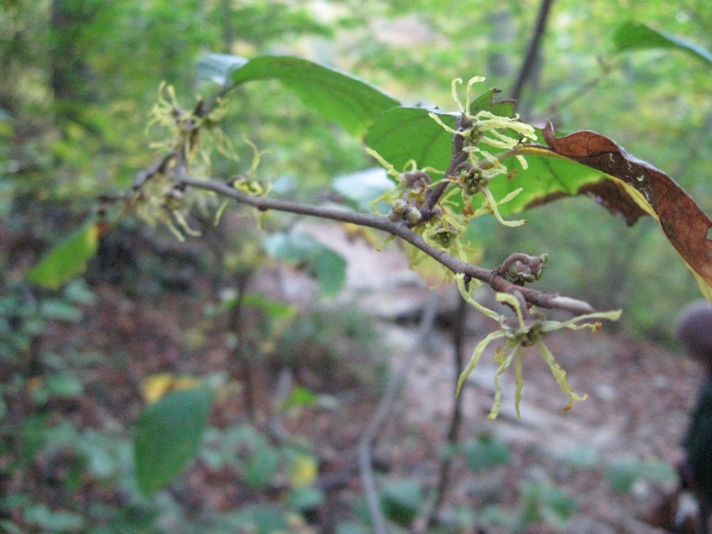 Witch-Hazel, Wissahickon Valley park, Philadelphia, Pennsylvania