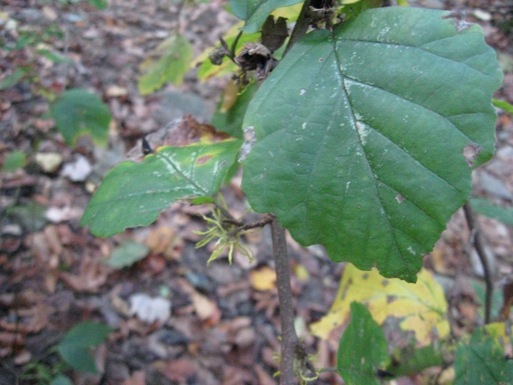 Witch-Hazel, Wissahickon Valley park, Philadelphia, Pennsylvania