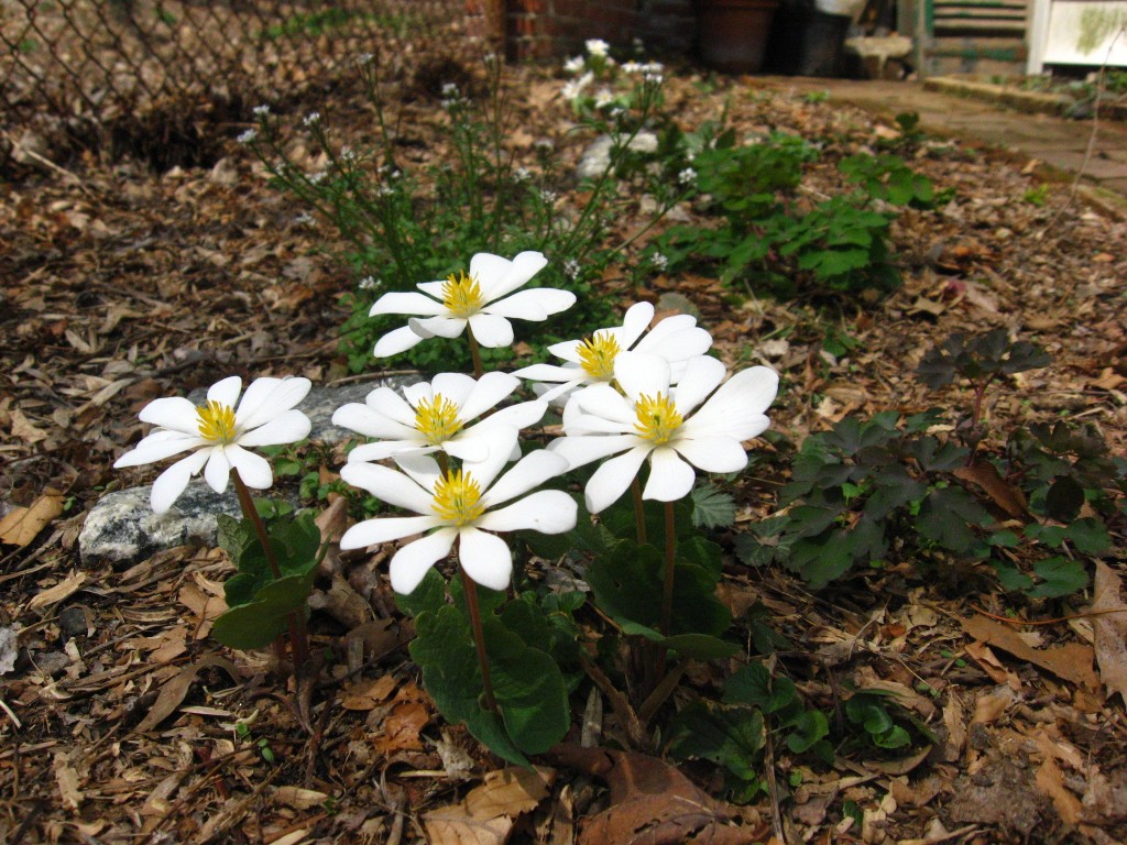 Bloodroot,  Garden of the Sanguine Root, Morris Park Road, Philadelphia, Pennsylvania