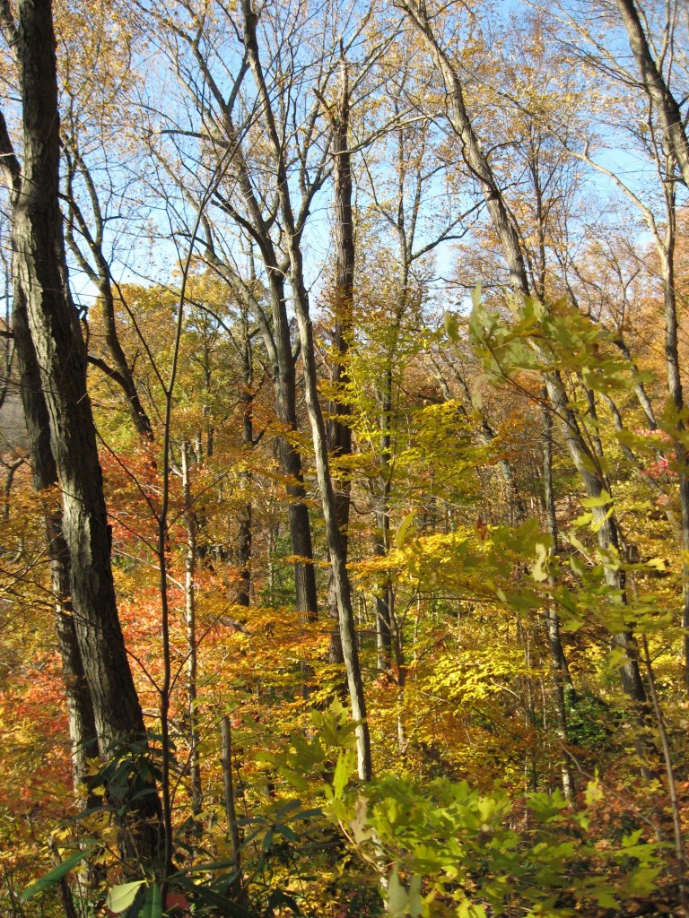 Susquehannock State Park, Lancaster County, Pennsylvania