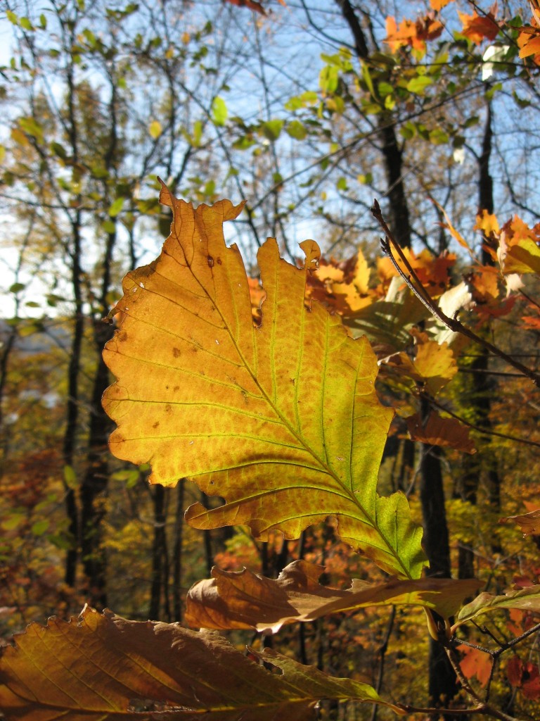 Susquehannock State Park, Lancaster County, Pennsylvania