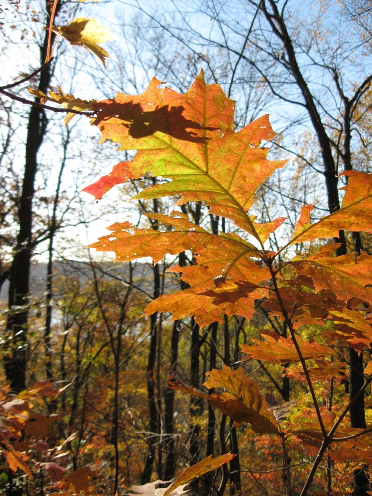 Susquehannock State Park, Lancaster County, Pennsylvania